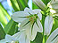 &nbsp;Ail � trois angles&nbsp;