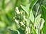 &nbsp;Ch�nopode blanc&nbsp;