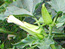 &nbsp;Datura&nbsp;